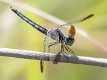 Diplacodes nebulosa female-221374